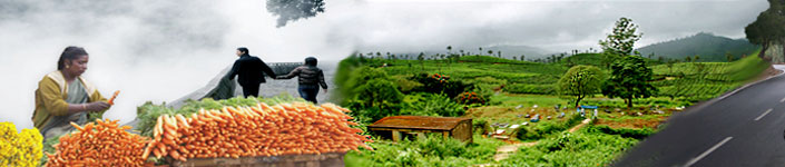 Ooty & Munnar Tours (08 Nights / 09 Days)